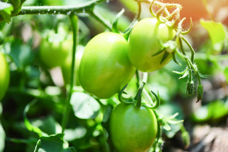 绿色番茄在农场农业中的应用图片