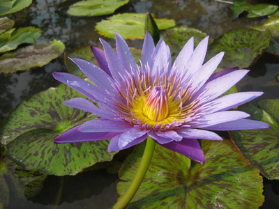 花瓣 自然 植物 花的 盛开 佛陀 墙纸 花园 植物区系