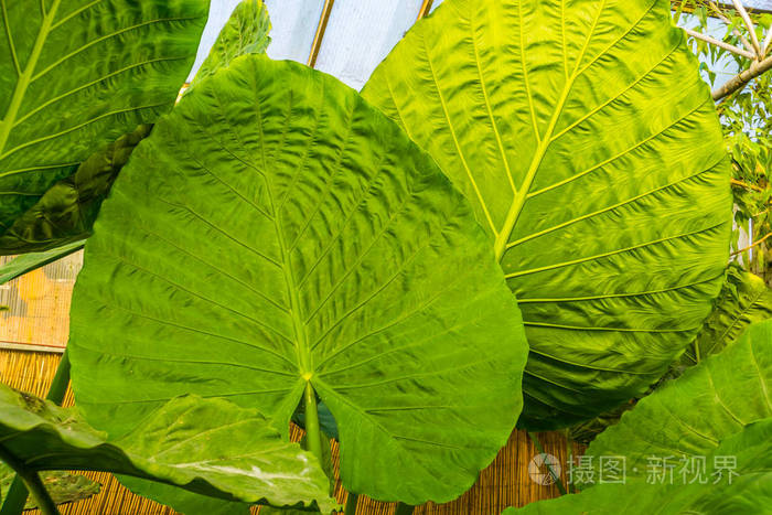 一个巨大的芋头植物的大叶子特写 来自澳大利亚的热带植物物种照片 正版商用图片27rx2g 摄图新视界