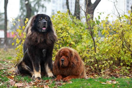 两只狗养藏獒美丽的大藏獒藏獒犬美丽的大藏獒狗美丽