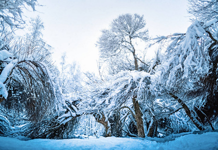 雪后的冬季森林。