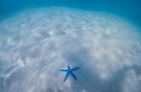 潜水 动物 海洋 海底 美丽的 浮潜 野生动物 海岸 加勒比