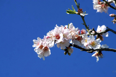 植物 公园 杏仁 天空 四月 春天 开花 美丽的 樱花 花园