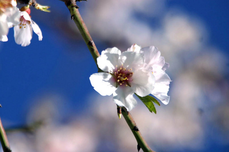 盛开 天空 开花 美女 分支 粉红色 公园 季节 植物 植物区系