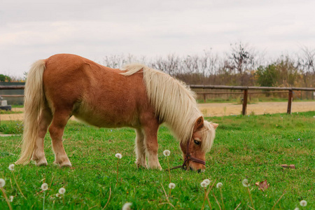 小可爱的设得兰小马美丽的迷你马在农场吃新鲜的绿草
