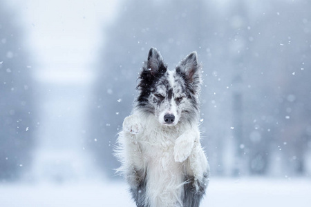 冬天在雪地里的狗。大自然中一只边境牧羊犬的肖像