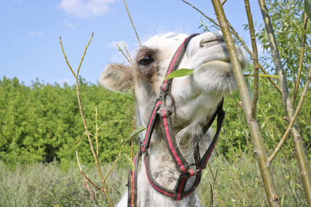 旅游业 马具 骆驼 娱乐 可爱的 唱诗班 鼻子 动物园 野生动物