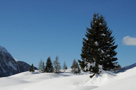 白云石 森林 步行 降雪 阿尔卑斯山 意大利 风景 菲姆