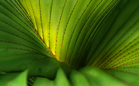 植被 分支 香蕉 天堂 夏天 棕榈 丛林 花的 自然 植物区系