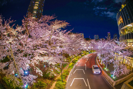 六本木 东京 街道 粉红色 吸引 摩天大楼 城市 花瓣 建筑