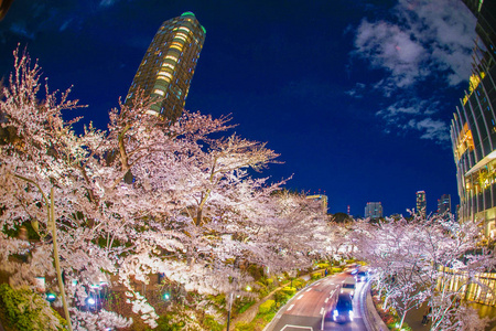 六本木 照明 街道 风景 樱花 花瓣 城市 东京 日本 春天