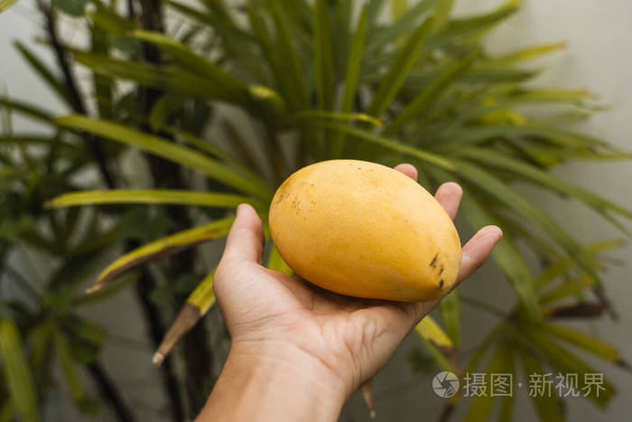 男士手拿着新鲜成熟的芒果背景是一棵棕榈树有益且富含维生素的食物