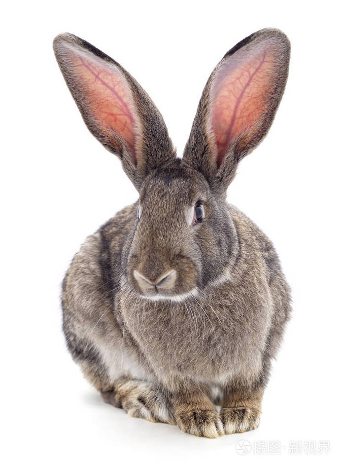 一只棕色的兔子