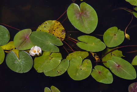 水生植物公园图片