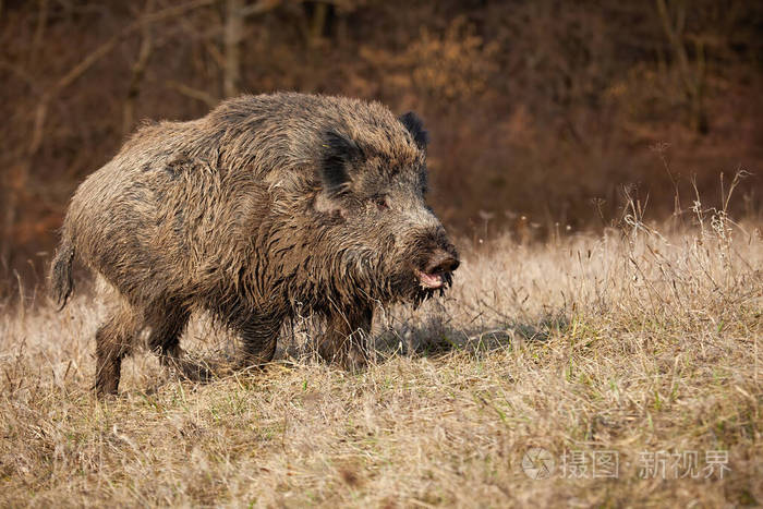 巨大的野猪张着嘴在草地上干草丛生