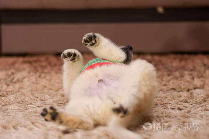 little beautiful puppy lies on the carpet belly up. 