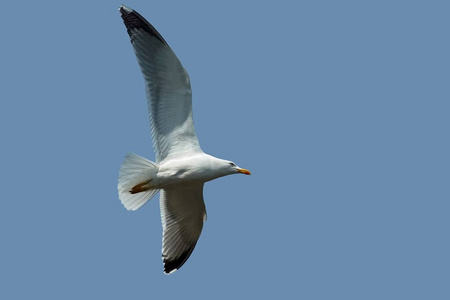 自然 天空 杰格 海鸟 航班 海鸥 自由 翅膀 空气 猛增