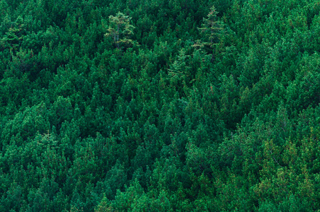 塔特拉山脉的绿色森林背景图片