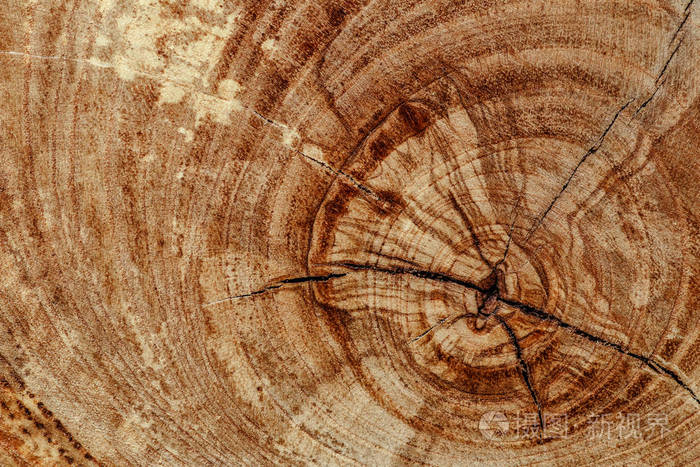 被砍伐的橡树树桩树干的一部分年轮