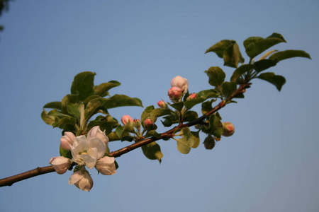植物学 花瓣 天空 果园 夏天 花的 植物区系 季节 春天