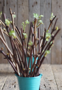 葡萄扦插繁殖.插条.在古老的木质自然背景上,嫩绿的嫩芽插在插枝上.