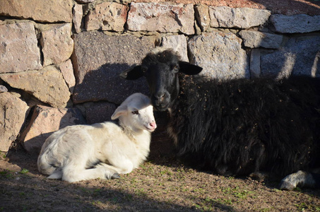 哺乳动物 农事 农业 新的 春天 羊毛 甜的 草地 耳朵
