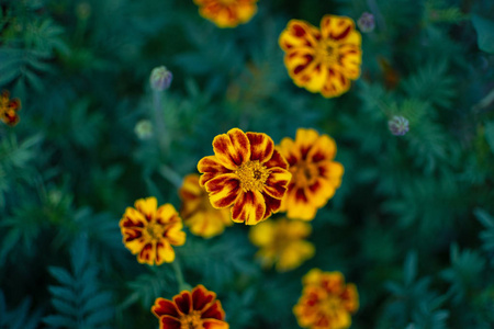 春天 美丽的 花的 特写镜头 夏天 植物学 开花 颜色 花园