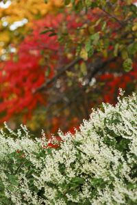 一个美丽的背景在公园秋天的背景