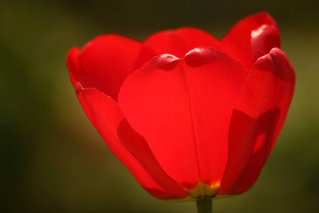 假日 花瓣 季节 花束 浪漫 植物 春天 粉红色 浪漫的