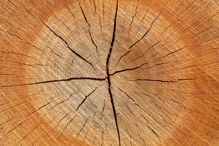 材料 树干 圆圈 树皮 树桩 古老的 森林 木材 自然 纹理
