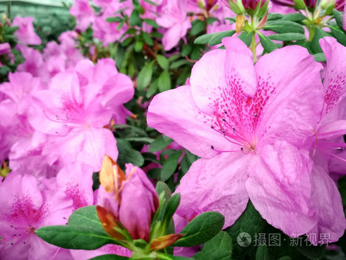 杜鹃花在春天盛开背景上满是花朵的日本粉红杜鹃花