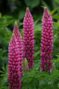 美丽的 春天 特写镜头 夏天 植物 花园 花瓣 植物区系