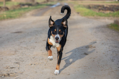 happy dog is running with flappy ears 