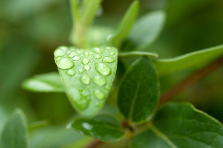 绿叶上的雨滴