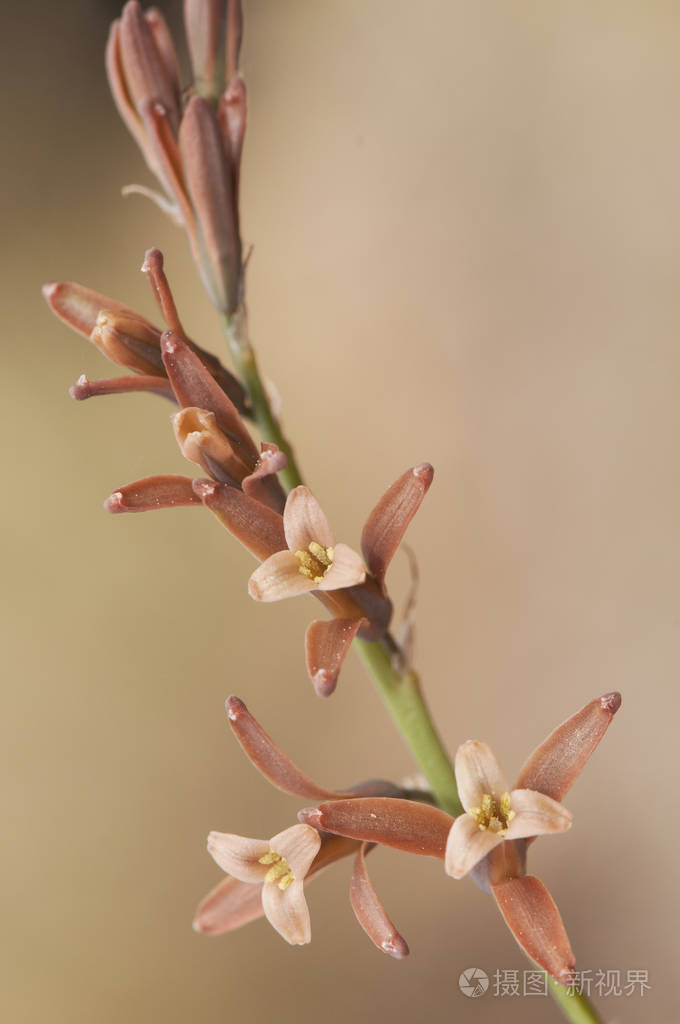 川续断属百合科美丽的褐色花春天生长在安达卢西亚的草地上