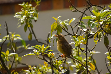 鸟类学 分支 自然 野生动物 翅膀 树叶 可爱的 美女 颜色