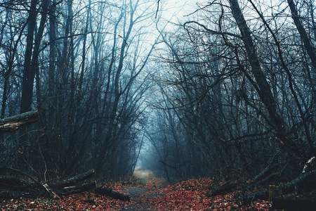 秋林小路上雾蒙蒙的阴天，阴暗恐怖的气氛
