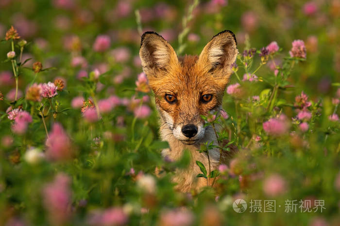 野狐三次图片