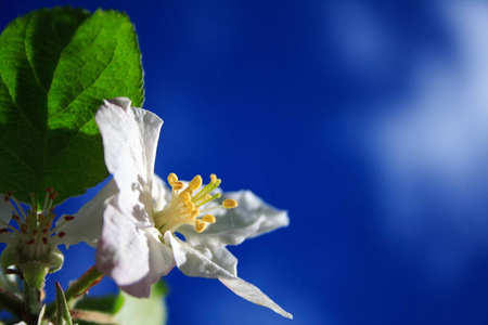 四月 分支 植物 樱花 植物区系 苹果花 樱桃 开花 花园