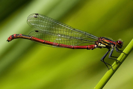 自然 蜻蜓 动物 芦苇 昆虫 特写镜头