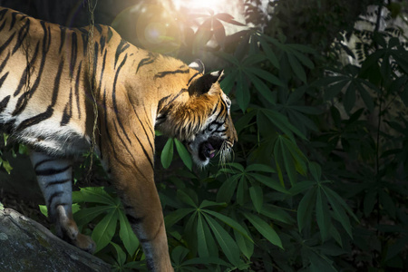老虎的自然照片。
