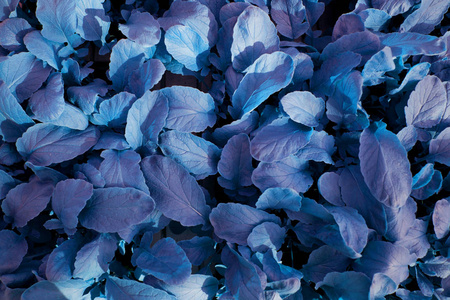 用经典的蓝叶制作的创意布局。平躺。经典的蓝色树叶纹理，树叶自然的背景。时尚色彩2020