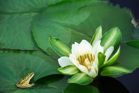 美丽的白色莲花，花瓣上有水滴