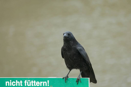野生动物 动物 公园 羽毛 乌鸦 掠夺 鸟类 鸟类学 自然