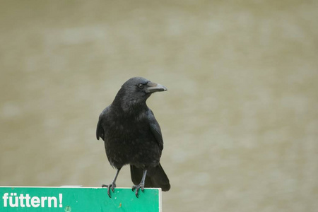 动物 美丽的 鸟类 乌鸦 自由 鸟类学 动物群 羽毛 鸽子