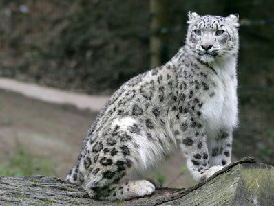 非洲 猎豹 捕食者 野猫 动物群 植物区系 猫科动物 游猎