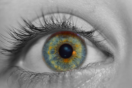 视网膜 器官 身体 瞥一眼 偷看 眼睛 看见 面对 人类