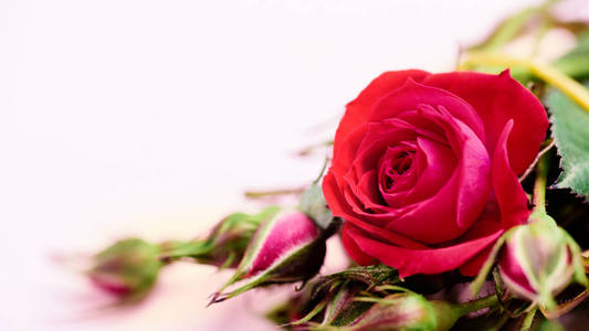 植物区系 庆祝 情人 季节 植物学 玫瑰 美丽的 婚礼 浪漫