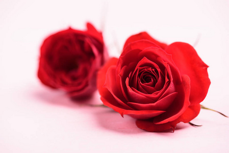 美女 季节 情人 自然 盛开 玫瑰 花的 美丽的 可爱的