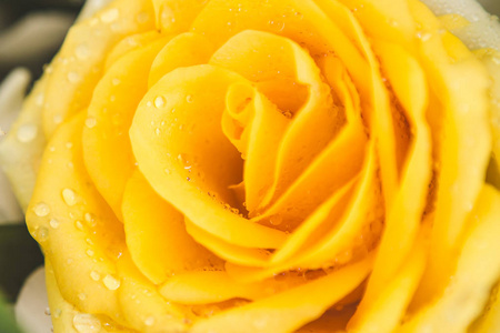 黄玫瑰上的水滴特写镜头